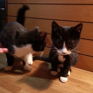 黒いマスクがお似合いの靴下ニャンコちゃん(2匹)