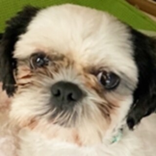 保護犬ナンバーＤ１５３０　シーズー