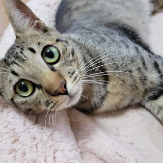 他の犬猫にも優しい「フー君」