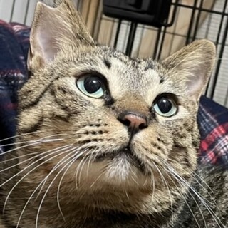 とってもおっとりな優しいキジトラ☆めめ吉君❣️