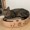 とってもおっとりな優しいキジトラ☆めめ吉君❣️ サムネイル2