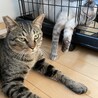 とってもおっとりな優しいキジトラ☆めめ吉君❣️ サムネイル4