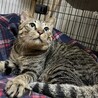 とってもおっとりな優しいキジトラ☆めめ吉君❣️ サムネイル5