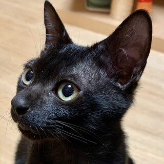 トライアル中！膝乗り子猫のジョーくん…6ヶ月
