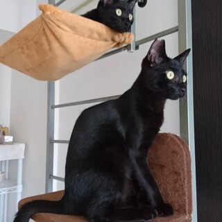 仲良し２にゃんで新たなご家族ができました♡