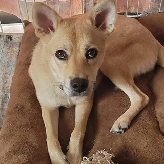 野犬の仔犬「しほ」性格明るいです！