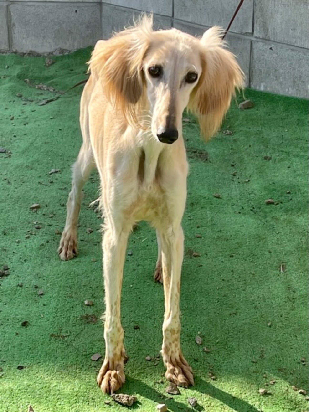 21 W801 とても綺 滋賀県 犬の里親募集 ペットのおうち 月間利用者150万人 21 W801 とても綺 滋賀県 犬の里親募集 ペットのおうち 月間利用者150万人