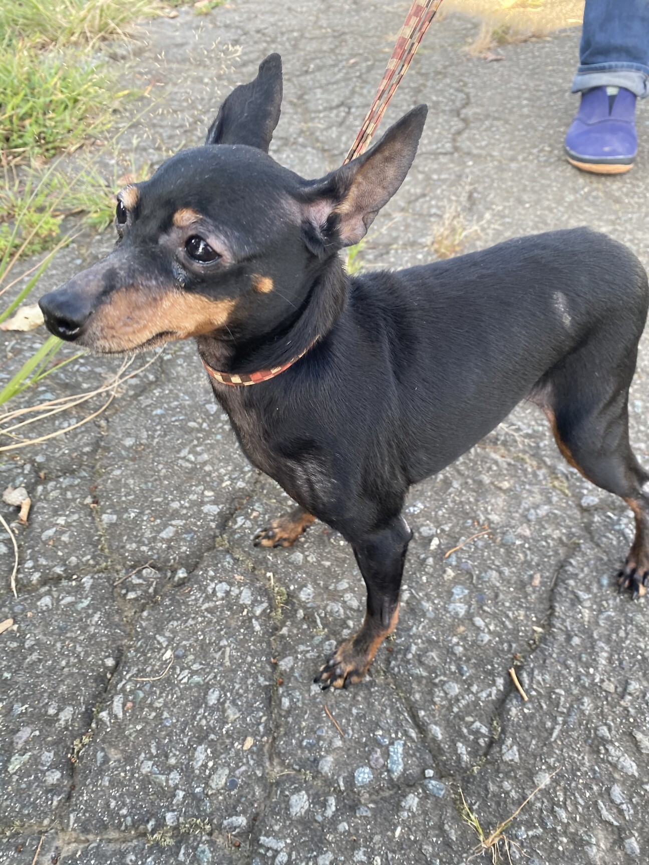 トイマンチェスター 8歳 山梨県 犬の里親募集 ペットのおうち 月間利用者150万人