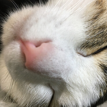 お鼻見　にゃ～　