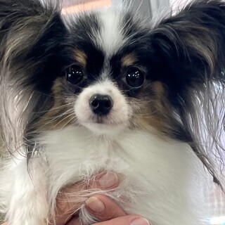 パピヨン 京都府が募集対象 犬の里親募集情報 ペットのおうち 月間利用者150万人