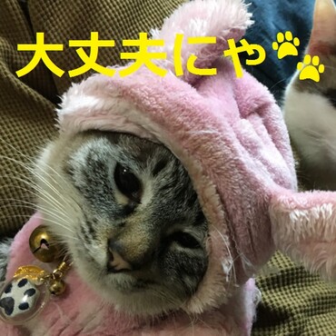 の写真
