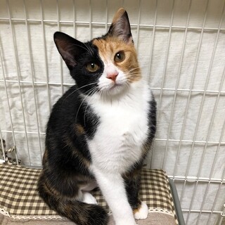 綺麗な三毛にゃんこ♪サリーちゃん