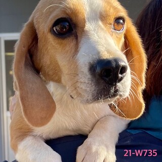 21-W735　スヌーピーみたいな性格(^^;