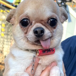 21-W745　とっても大人しい良い子です！