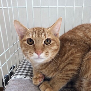 控えめな♪タイガくん