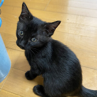 只今２ヶ月!バス停に捨てられていた4兄弟 黒♀