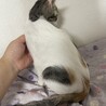 ミルクから育てて来たのでとても甘えん坊 サムネイル2