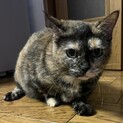 いびきをかいちゃうマンチカンのたまちゃんです！