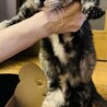 いびきをかいちゃうマンチカンのたまちゃんです！ サムネイル3