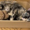 いびきをかいちゃうマンチカンのたまちゃんです！ サムネイル4