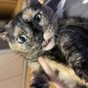 いびきをかいちゃうマンチカンのたまちゃんです！ サムネイル6