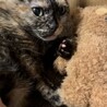 いびきをかいちゃうマンチカンのたまちゃんです！ サムネイル5