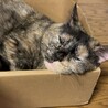 いびきをかいちゃうマンチカンのたまちゃんです！ サムネイル7