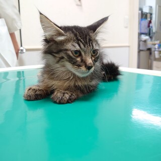 長毛キジトラ★玲（レイ）★やんちゃな甘えん坊