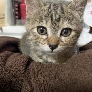 クリクリ可愛いエマちゃん