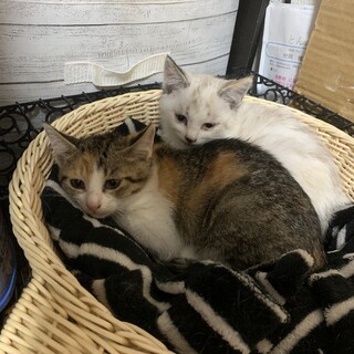 生後2ヶ月ほどの子猫の里親募集します。