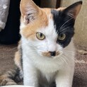工場で見つかった子猫姉妹！