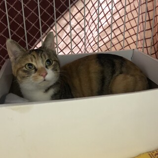 性格1000点　懐っこいから　なっちゃん