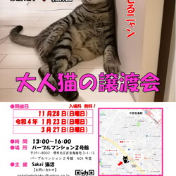 Sakai♥猫活　大人猫譲渡会