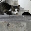 三姉妹のお母さん猫まあまちゃん1歳ぐらい