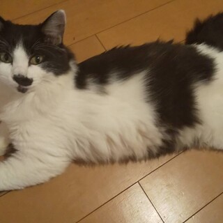 甘え上手な白黒猫ちゃん