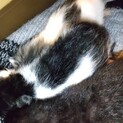 11/18生まれの子猫３匹