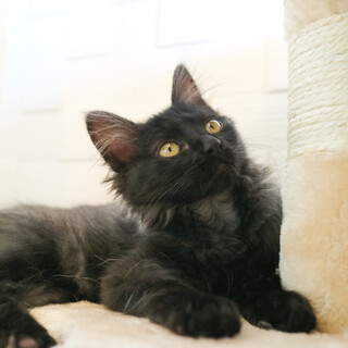 シルバーがかった黒長毛！気品ある佇まいの子猫