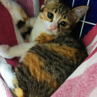 つぶらな瞳 おっとり可愛い カレンちゃん