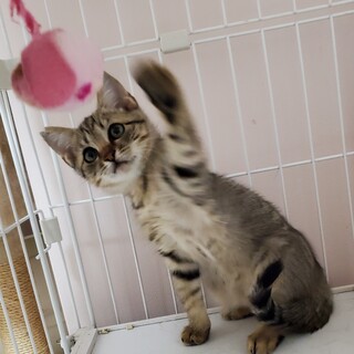 遊ぶの大好き、キジちゃん