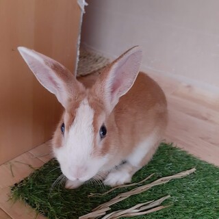 【里親決定！ありがとうございました】