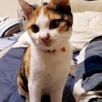 みけ