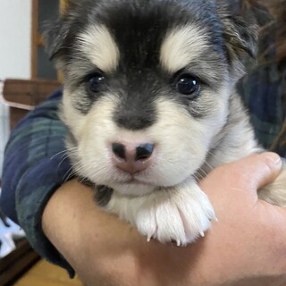 ふわふわ可愛い1ヶ月の子犬♀「そら」