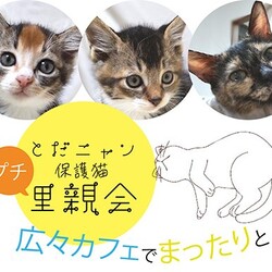 保護猫プチ里親会