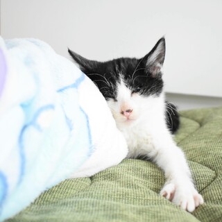 2ヶ月ハチワレの甘えん坊