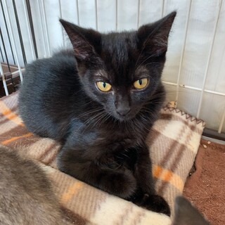 キリッとイケメン黒猫の東くん♂