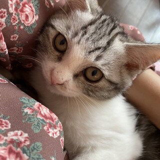 ミルクくん生後2ヵ月オス