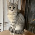 グレー縞々の可愛い女の子♪