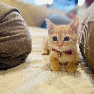 子猫兄弟生後2ヶ月兄の空くん