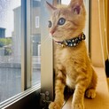子猫兄弟生後2ヶ月弟天くん