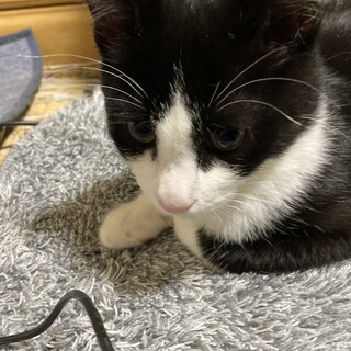 優しい性格のハチワレ子猫です